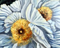 Matijila Poppy