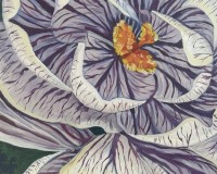 Crocus- Harbinger of Spring